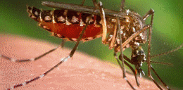 Diệt muỗi - Công Ty Cổ Phần Đầu Tư Và Phát Triển Công Nghệ An Phúc